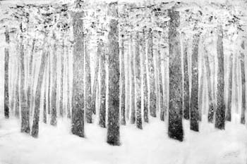 forestsmall