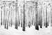 forestsmall